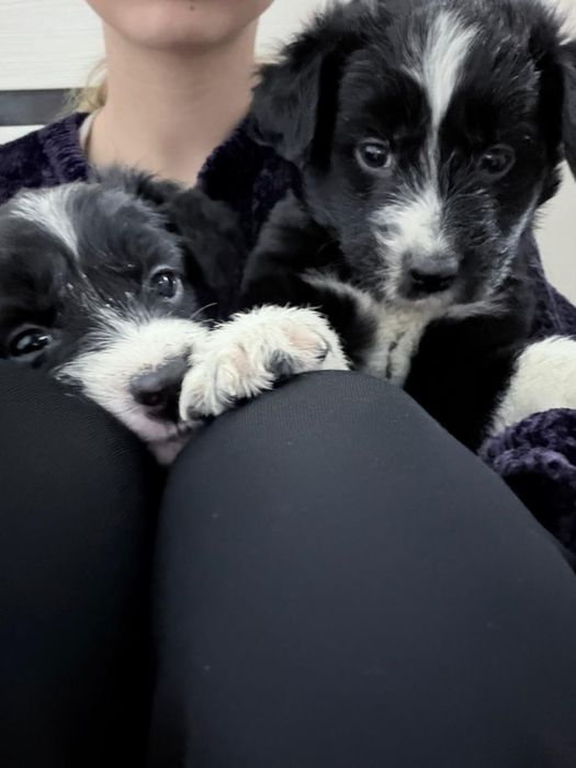 отдам щенков в добрые руки ( мальчик и девочка)