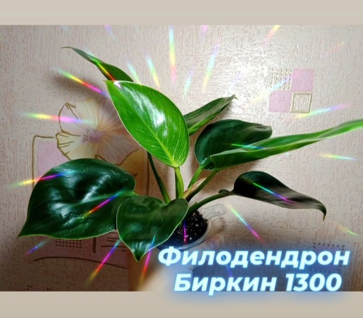 Филодендрон Биркин, Рео вар