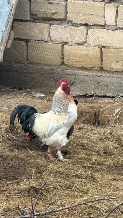 Әтештер сатылады