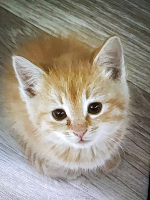 Рыжий котенок в добрые руки.