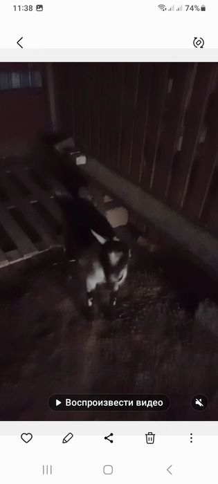 Альпи пиакөк еркек лақ