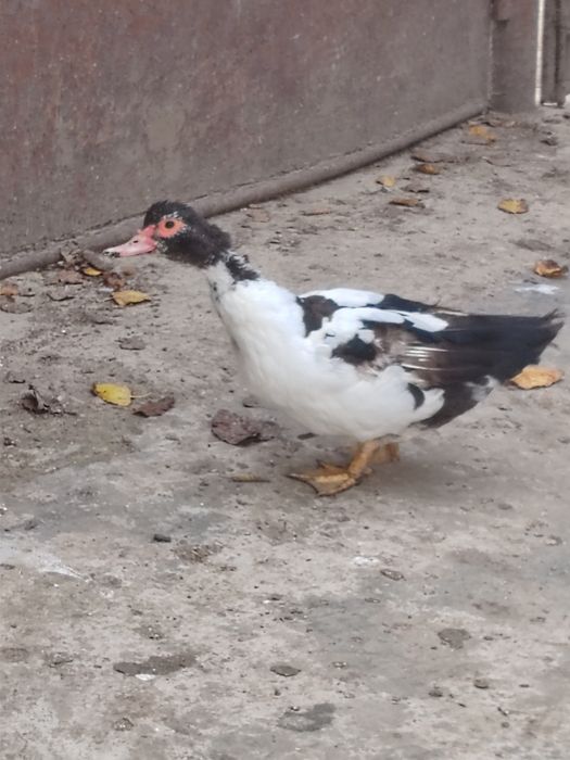 Vând 6 rațe mute crescute bio