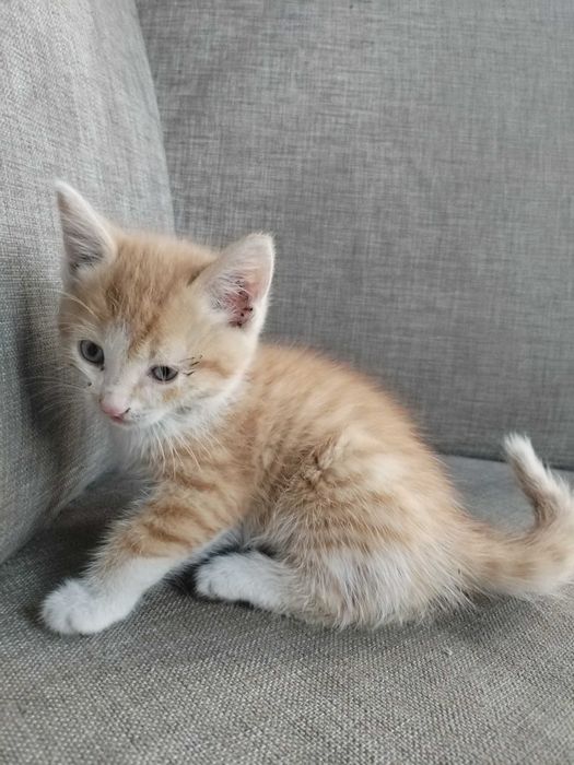 Отдам котят мама Крысолов