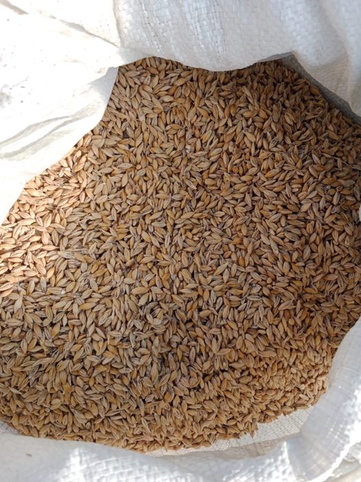 Ячмень пшеница за кг - 75 тг