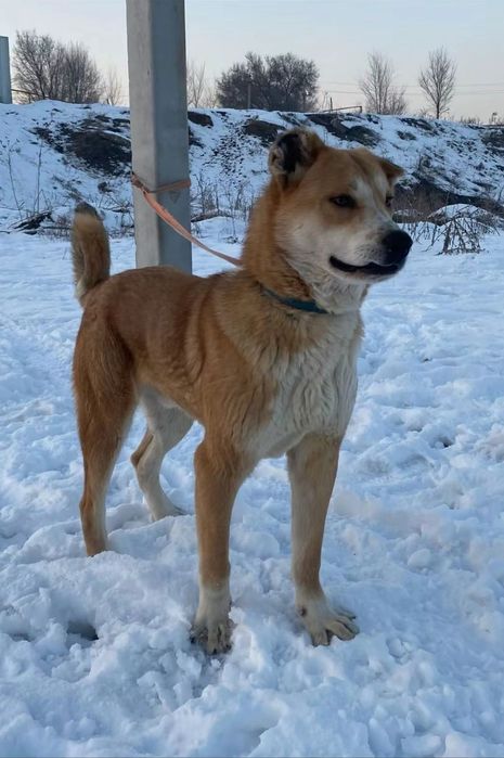 Мирка молодой кабель вязка