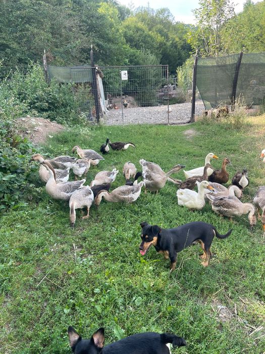 De vanzare Gascani Americane / Africane