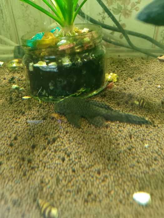 Продам аквариумных рыбок