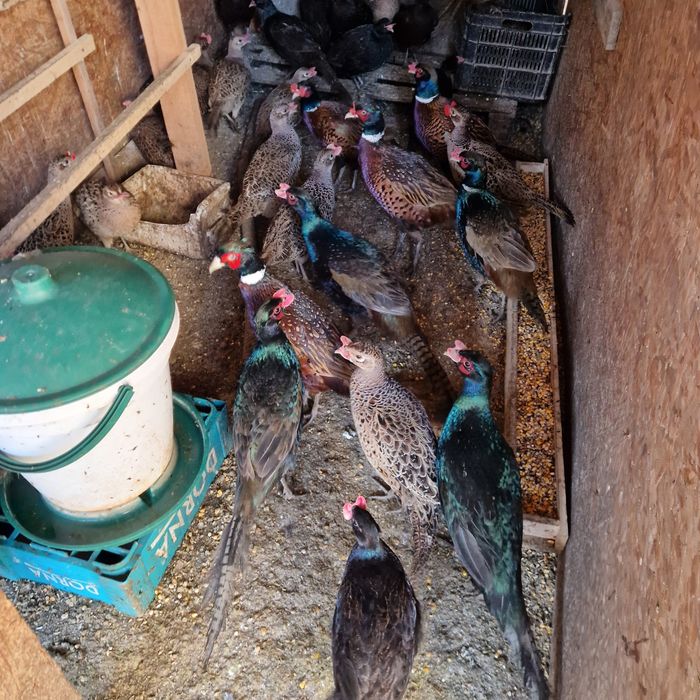 Fazani tenebros,comuni și ornament