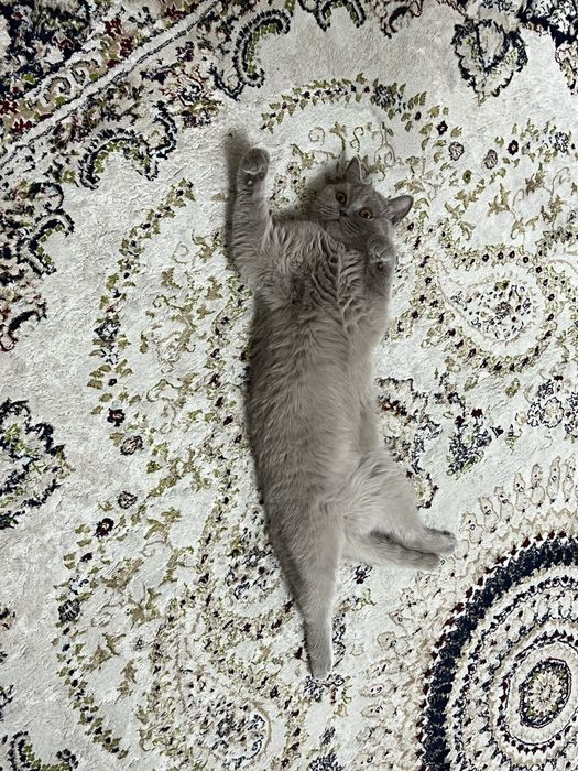 Продам стерилизованную кошку