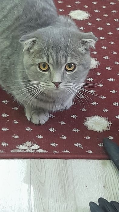 Продали мушук сотилади