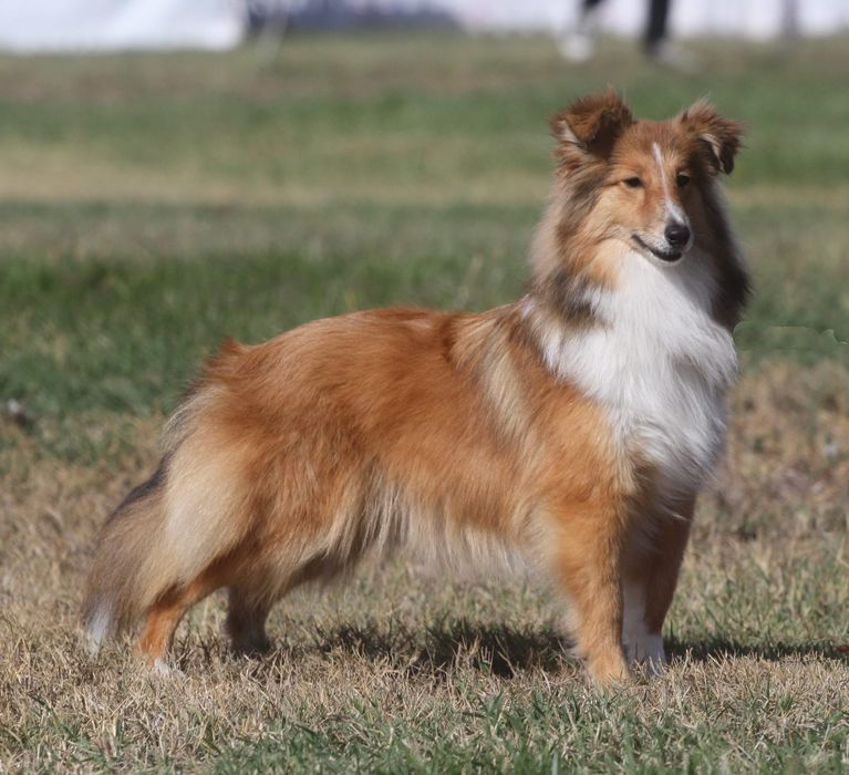 Sheltie - Shetland Sheepdog