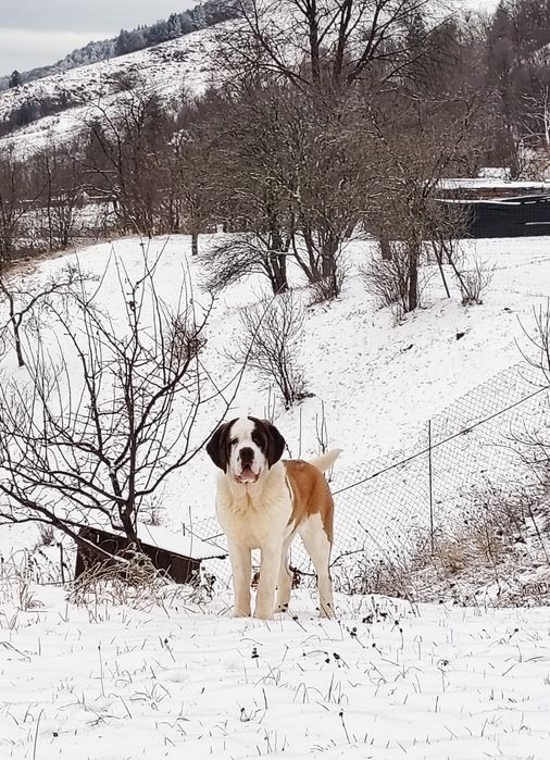 Femela Saint Bernard cu Pedigree