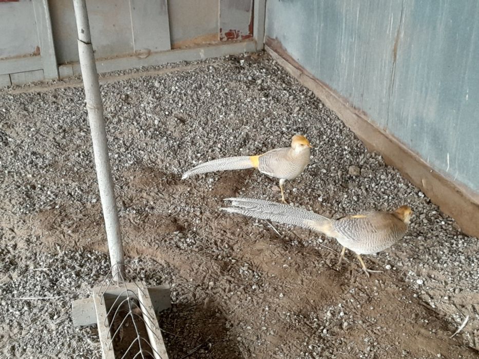 Продам самцов Лимонных Фазанов