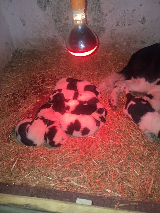 Donez catelusi ciobanesc de bucovina