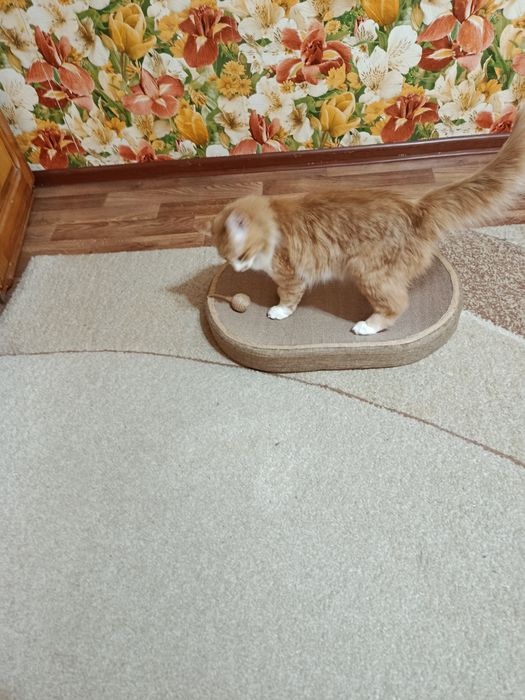 Продам когтеточку