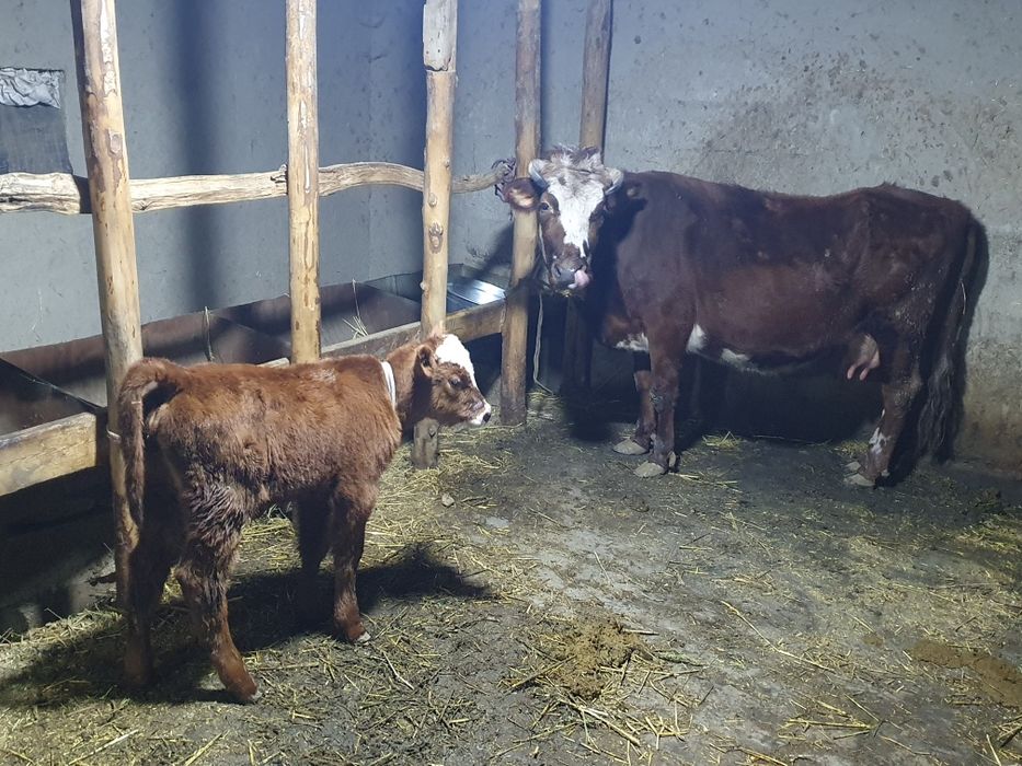 Ona bola sigir sotiladi narxini kelishamiz