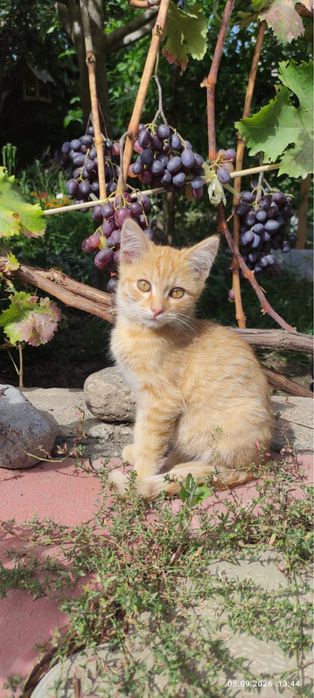 Алматы! Очаровательные котята ищут дом!