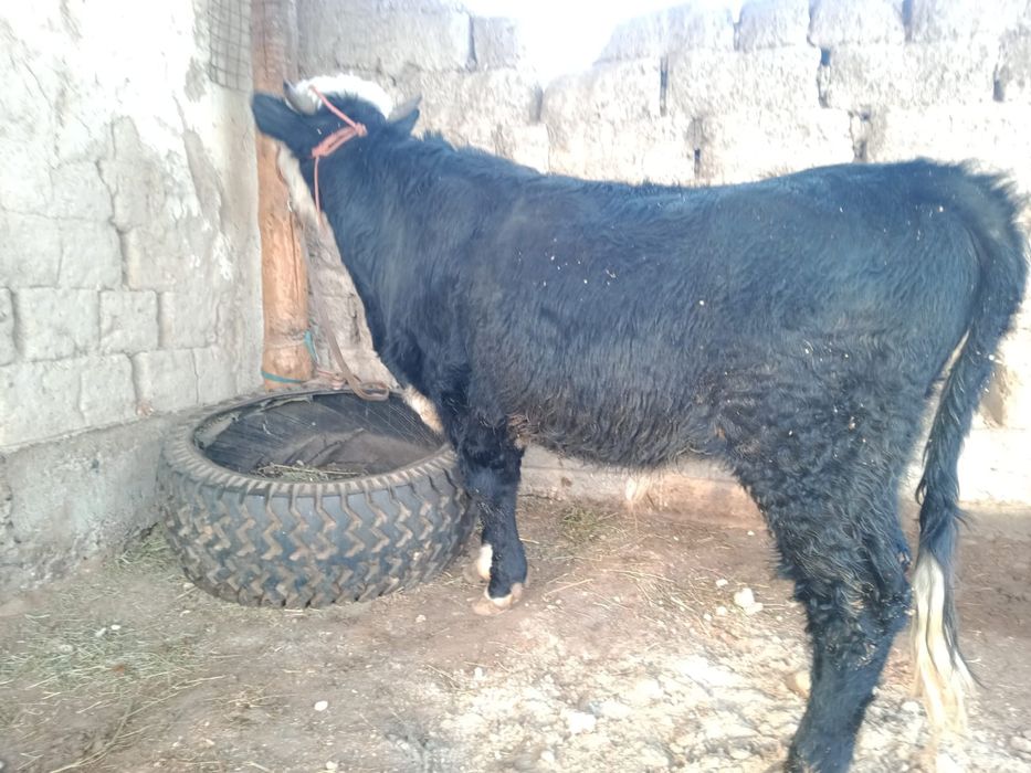 Өгіз сатылады. Түркістан.