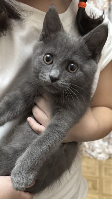 Продаётся шотландский котёнок