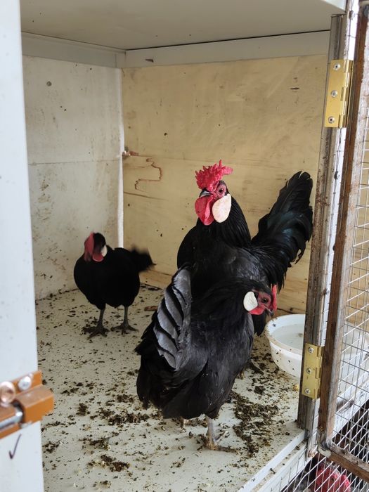 Bentamkala sotiladi 1+2 tovuqlari tuxumda