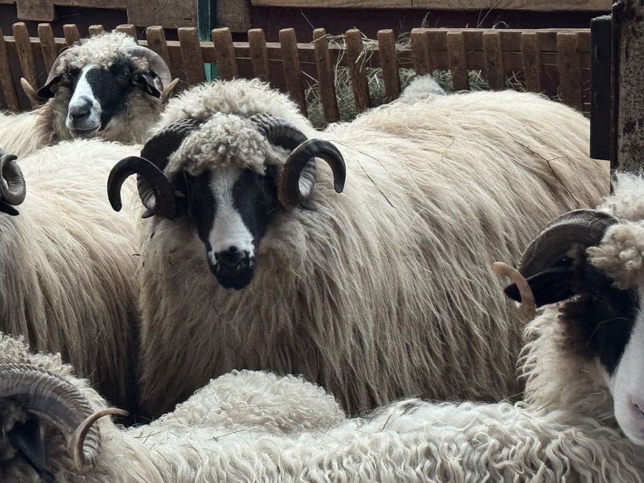 Vand berbec mior breaz