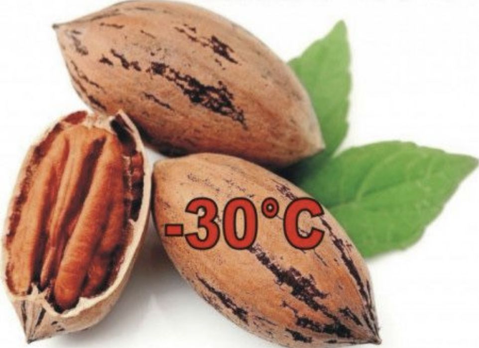 Nuc pecan soi productiv