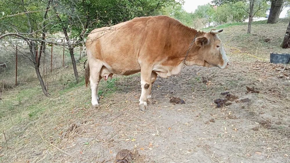 Vand vaca 8500 lei negociabil