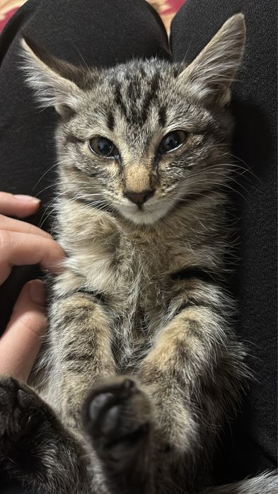 Отдам в добрые руки маленькую кошечку  даром