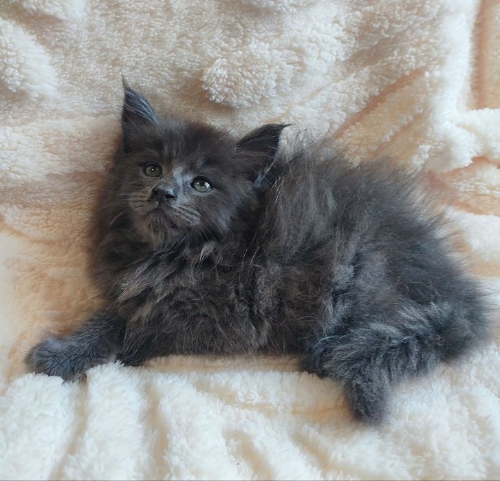 Продается котенок мейн-кун