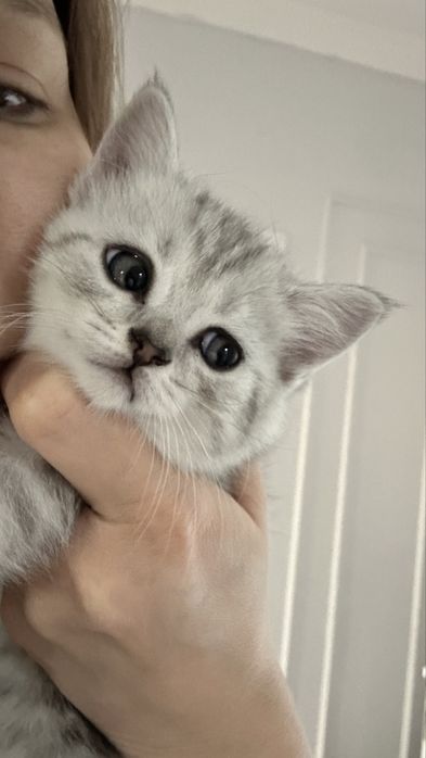 Скоттиш-страйт котёнок 1,5 месяца