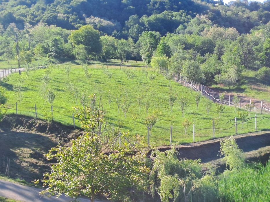 Vind livada 120 pomi fructiferi mixt, intravilan,3400 m,linga asfalt posibilitate constructie casa,ingradita,mai multe informati in privat 0726083166