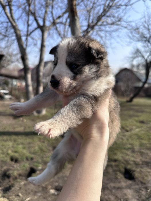 Щенки хаски ищут дом