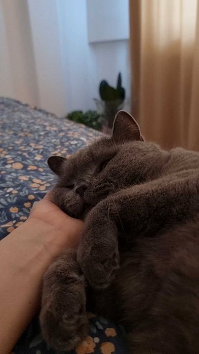 Кот британец,5 лет, 5,5 кг, кастрирован.
