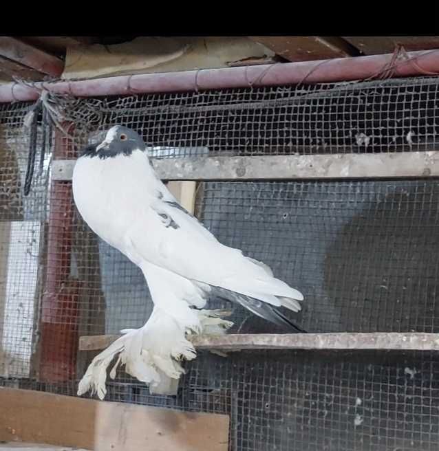 De vânzare mascul Gusat de Pomerania