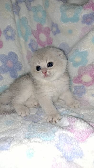 Скоттиш Фолд котята