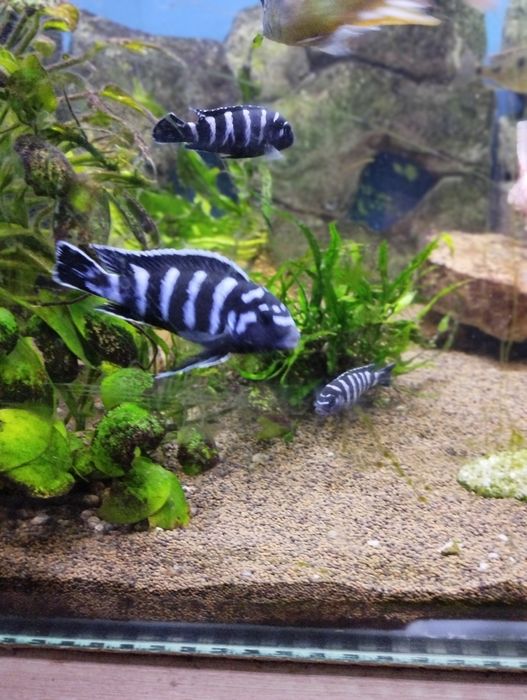 Малавийские цихлиды, самцы