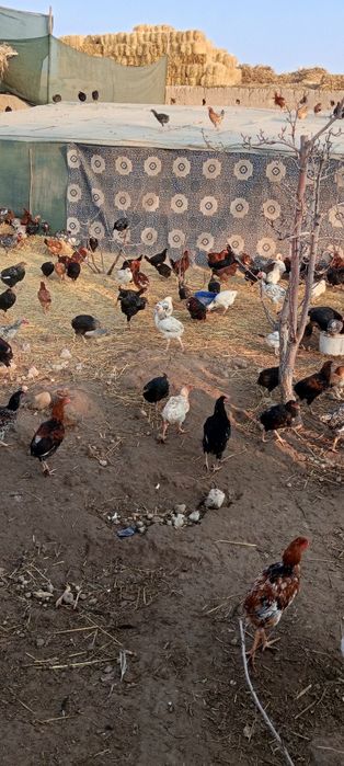 Товук ва жужалар