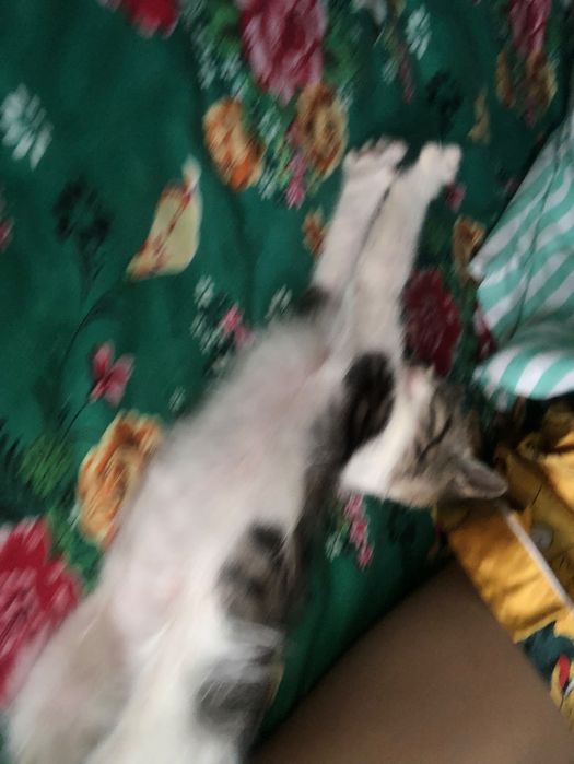 Котенок  бесплатно