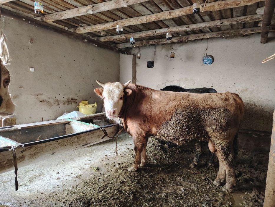 Buqa sotiladi sog'lom xo'ron uyni moli