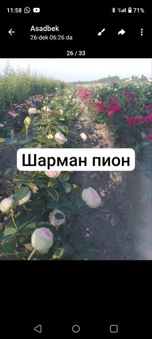 Гарантия дехкончилик