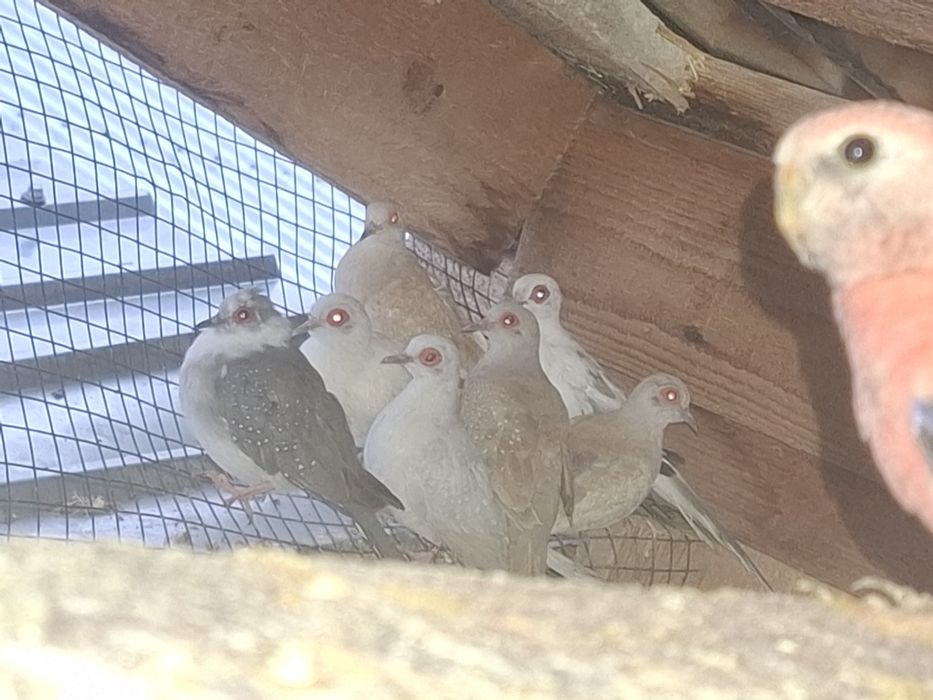 Guld amandine canarii turturele