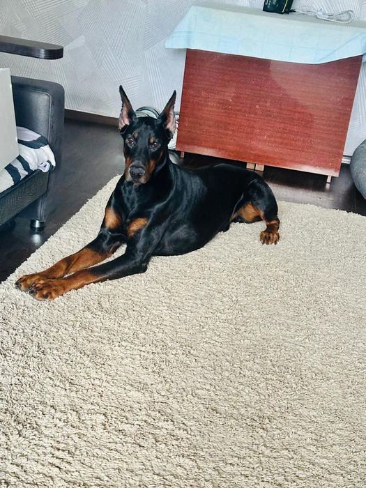 Кобель Добермана ищет подругу