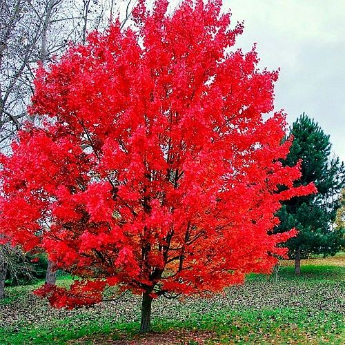Декаративни дарахтларни сотилади