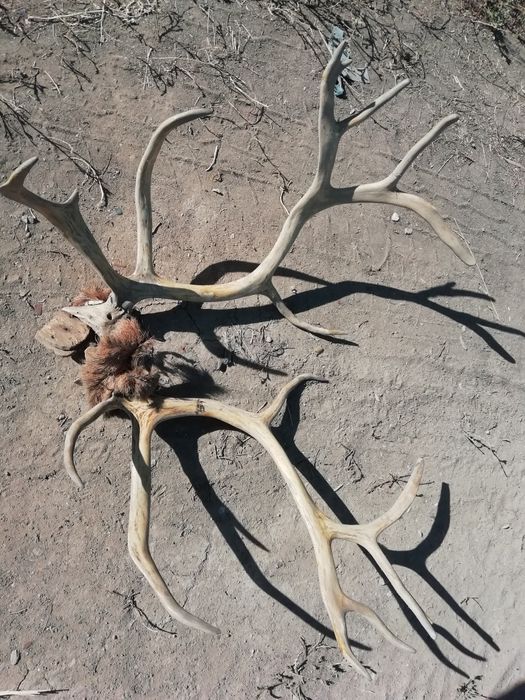 Продам рога оленя