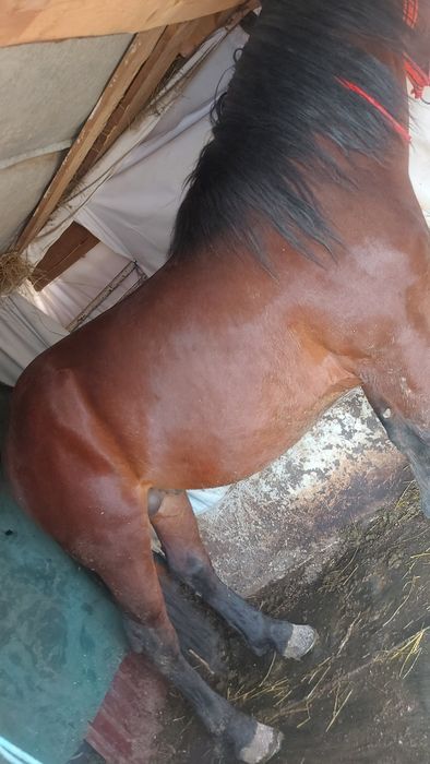 Armăsar și o vitea de 8 luni