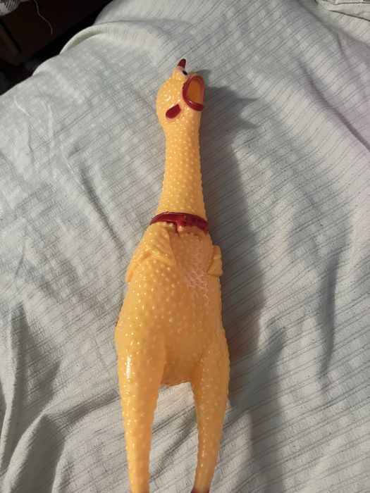 Курица курица курица