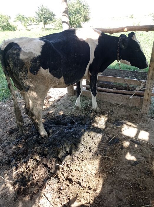 Голиштин парода гуножин сотилади