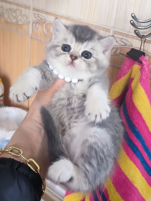 Котята чистокровные