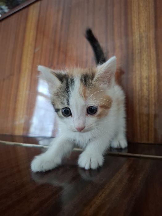 Ищут дом 2 милых котёнка 
Возраст — 3 месяца.
Ласковые, игривые и оч