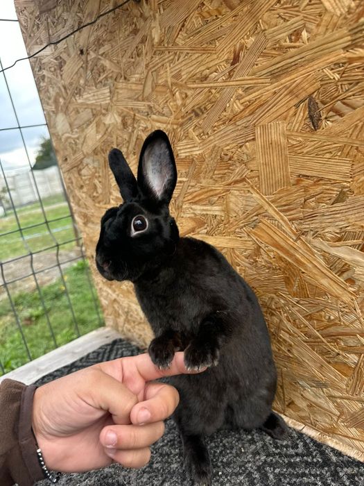 Vând familie Rex pitic